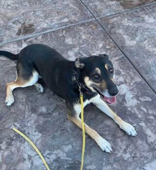 Rescue German Shepherd Dog Dogs for Adoption in Wilton, California - Suzie Q | PetCurious