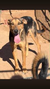 River -  Catahoula Leopard Dog and Shepherd Dog for Adoption - River | PetCurious