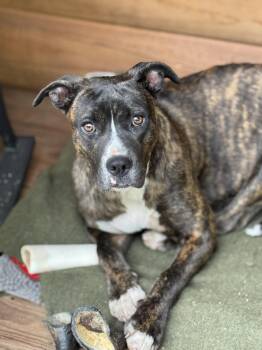 Boxer and Pit Bull Terrier Dogs Available for Adoption in Holly Springs, North Carolina - Brinnie | PetCurious