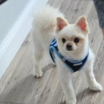 BuddyHowliday AVAILABLE NOW! -  Pomeranian Dog for Adoption in Loves Park, Illinois - BuddyHowliday AVAILABLE NOW! | PetCurious