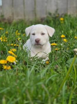 Labrador Retriever and American Bully Dogs Available for Adoption in Port Angeles, Washington - Frankie | PetCurious