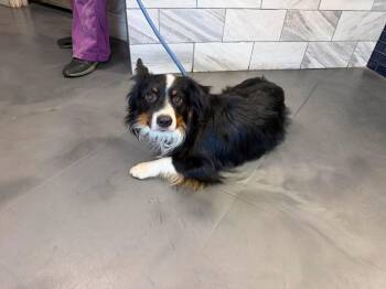 Ding-Dong -  Australian Shepherd and Pembroke Welsh Corgi Dog for Adoption in New Baltimore, Michigan - Ding-Dong | PetCurious