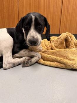 Pointer Dogs Available for Adoption in St. Cloud, Florida - ZEBRA | PetCurious
