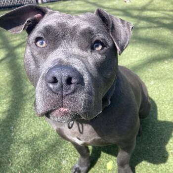 Pit Bull Terrier Dogs Available for Adoption - Luna | PetCurious
