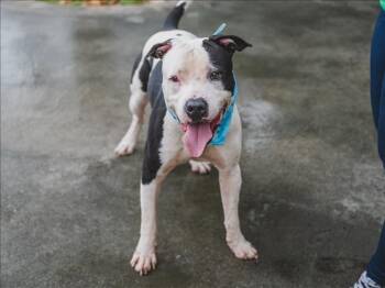 CHICO -  American Bulldog and Mixed Breed Dog for Adoption in Doral, Florida - CHICO | PetCurious
