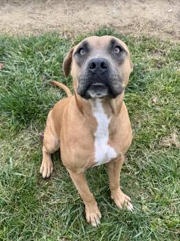 Rescue Mixed Breed Dogs for Adoption in St. Joseph, Michigan - Pongo | PetCurious