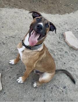 Whiskey -  German Shepherd Dog and Mastiff Dog for Adoption in Norco, California - Whiskey | PetCurious