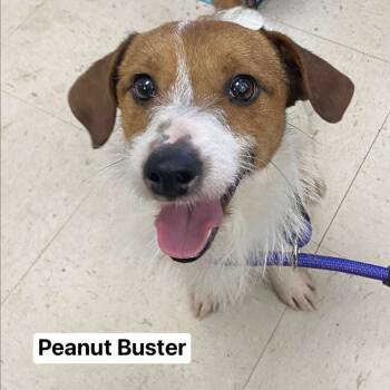 Rescue Jack Russell Terrier and Mixed Breed Dogs for Adoption in Jacksboro, Tennessee - Peanut Buster | PetCurious