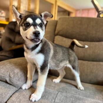 Bell Pepper -  Husky and Terrier Dog for Adoption in Minneapolis, Minnesota - Bell Pepper | PetCurious