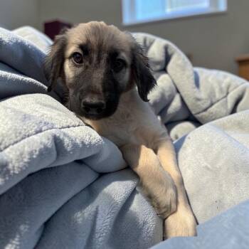 Irish Wolfhound and German Shepherd Dog Dogs Available for Adoption - Nala | PetCurious