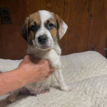 Zephyr -  Beagle Dog for Adoption in Rockville, Maryland - Zephyr | PetCurious
