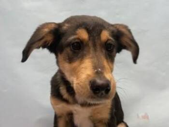 Teddy Graham -  Australian Shepherd and Labrador Retriever Dog for Adoption in Golden Valley, Minnesota - Teddy Graham | PetCurious