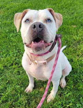 Vera -  American Bulldog Dog for Adoption in Lisbon, Ohio - Vera | PetCurious
