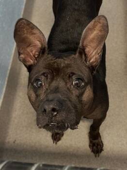 Dixie -  Pit Bull Terrier Dog for Adoption in Roanoke, Virginia - Dixie | PetCurious