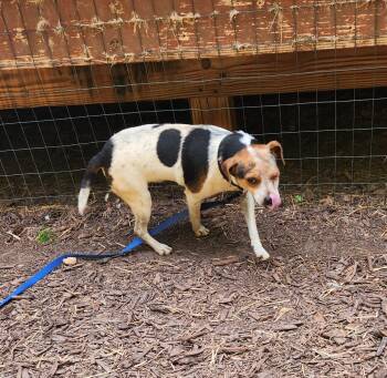 Beagle Dogs Available for Adoption in Troutman, North Carolina - FELIX ALISTAIR | PetCurious