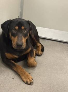 Mooshroom -  Rottweiler and Mixed Breed Dog for Adoption in Fresno, California - Mooshroom | PetCurious