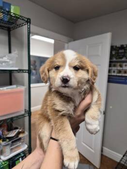 Hershie -  Australian Shepherd and Akita Dog for Adoption in Bolivar, Missouri - Hershie | PetCurious