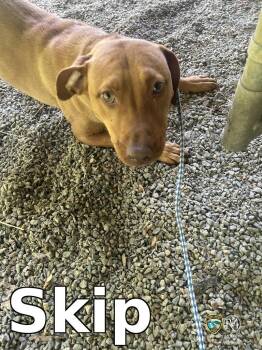 Pit Bull Terrier Dogs Available for Adoption in Rocky Mount, North Carolina - Skip | PetCurious