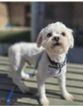 Justice -  Maltese and Poodle Dog for Adoption in New London, Wisconsin - Justice | PetCurious