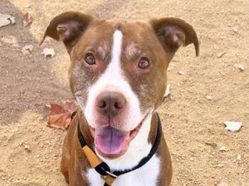 Lizzie -  Mixed Breed Dog for Adoption in Georgetown, Texas - Lizzie | PetCurious