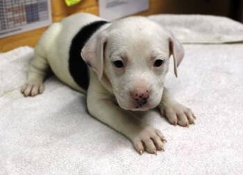 Rescue Terrier and Mixed Breed Dogs for Adoption in Picayune, Mississippi - Bernadette | PetCurious