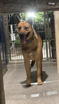 BBM -  German Shepherd Dog Dog for Adoption in Long Beach, California - BBM | PetCurious
