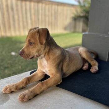 Surfer -  Terrier and Mixed Breed Dog for Adoption in Boerne, Texas - Surfer | PetCurious