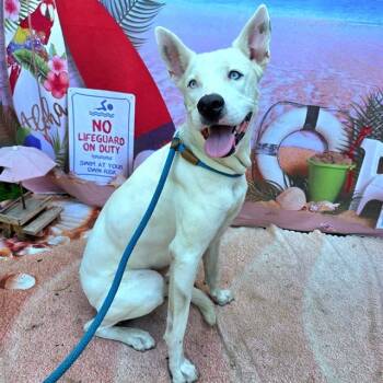 Rescue Siberian Husky and Mixed Breed Dogs for Adoption in Long Beach, California - CASPER | PetCurious