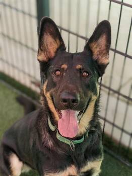 Rescue German Shepherd Dog Dogs for Adoption in Sacramento, California - FONTINA | PetCurious