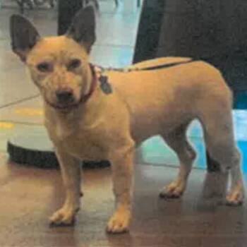 Mini A2263345 -  Cattle Dog and Mixed Breed Dog for Adoption in Los Angeles, California - Mini A2263345 | PetCurious