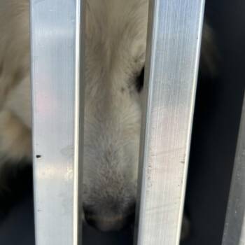Great Pyrenees Dogs Available for Adoption in Greensboro, North Carolina - PELASA | PetCurious