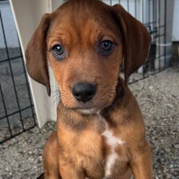 Firebolt -  Hound Dog for Adoption in Chesapeake, Virginia - Firebolt | PetCurious