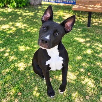 Beatrix -  Pit Bull Terrier Dog for Adoption in Colleyville, Texas - Beatrix | PetCurious