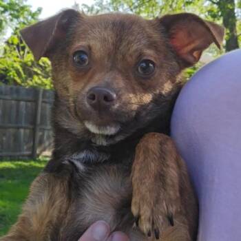 Chihuahua and Mixed Breed Dogs Available for Adoption in Normal, Illinois - Taquito | PetCurious