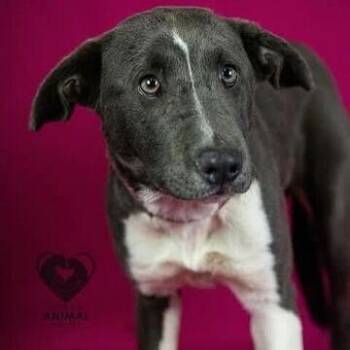 Pit Bull Terrier Dogs Available for Adoption - Noelle | PetCurious