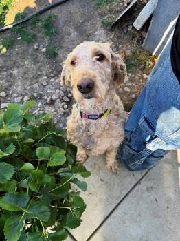 Daisy -  Goldendoodle Dog for Adoption in Estes Park, Colorado - Daisy | PetCurious