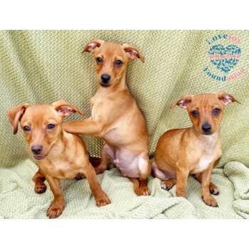 Rescue Chiweenie and Terrier Dogs for Adoption in Inglewood, California - Dakota 6 | PetCurious