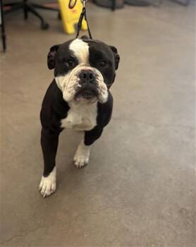 English Bulldog Dogs Available for Adoption in Dallas, Texas - NEMASHA | PetCurious