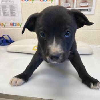 Mixed Breed Dogs Available for Adoption in Memphis, Tennessee - Jody | PetCurious