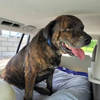 Mastiff and Boxer Dogs Available for Adoption in Spring Hill, Kansas - Walken | PetCurious