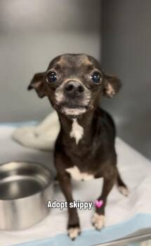 Skippy -  Chihuahua Dog for Adoption in Ventura, California - Skippy | PetCurious