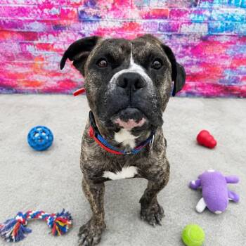 Mark (brindle) and Janelle -  Boxer Dog for Adoption in Warren, Ohio - Mark (brindle) And Janelle | PetCurious