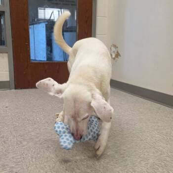 Marina -  Hound Dog for Adoption in Chatham, Virginia - Marina | PetCurious