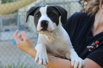 American Staffordshire Terrier and Mixed Breed Dogs Available for Adoption in Brunswick, Georgia - Kash | PetCurious
