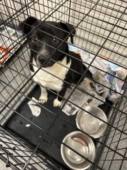 Rescue American Staffordshire Terrier Dogs for Adoption in Morristown, Tennessee - Socks | PetCurious