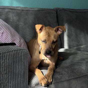 Pabu -  Mixed Breed Dog for Adoption in Dallas, Texas - Pabu | PetCurious