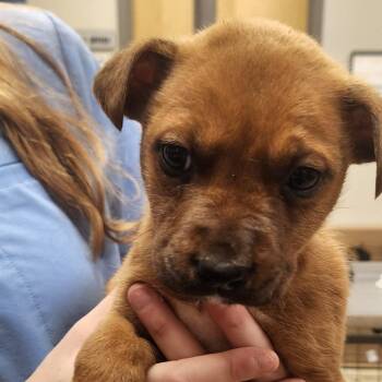 Australian Cattle Dog Blue Heeler Dogs Available for Adoption in Tupelo, Mississippi - Wasabi - 031903U | PetCurious