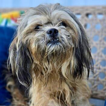 Milo -  Shih Tzu Dog for Adoption in Effingham, Illinois - Milo | PetCurious