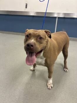 Rescue American Bulldog Dogs for Adoption in Doral, Florida - NANCY | PetCurious