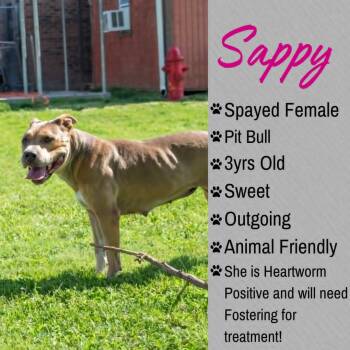 Sappy -  Pit Bull Terrier Dog for Adoption in Junction City, Kansas - Sappy | PetCurious